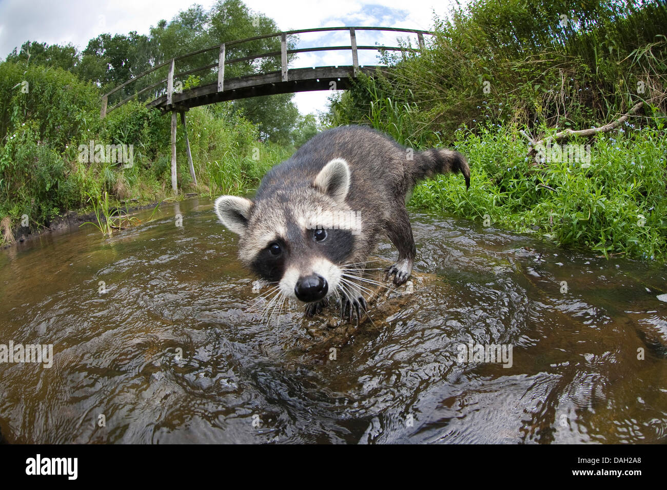 gemeinsamen Waschbär (Procyon Lotor), 4 Monate alt Männlich stehen in einem Bach und schaut in die Kamera mit Neugier, Deutschland Stockfoto