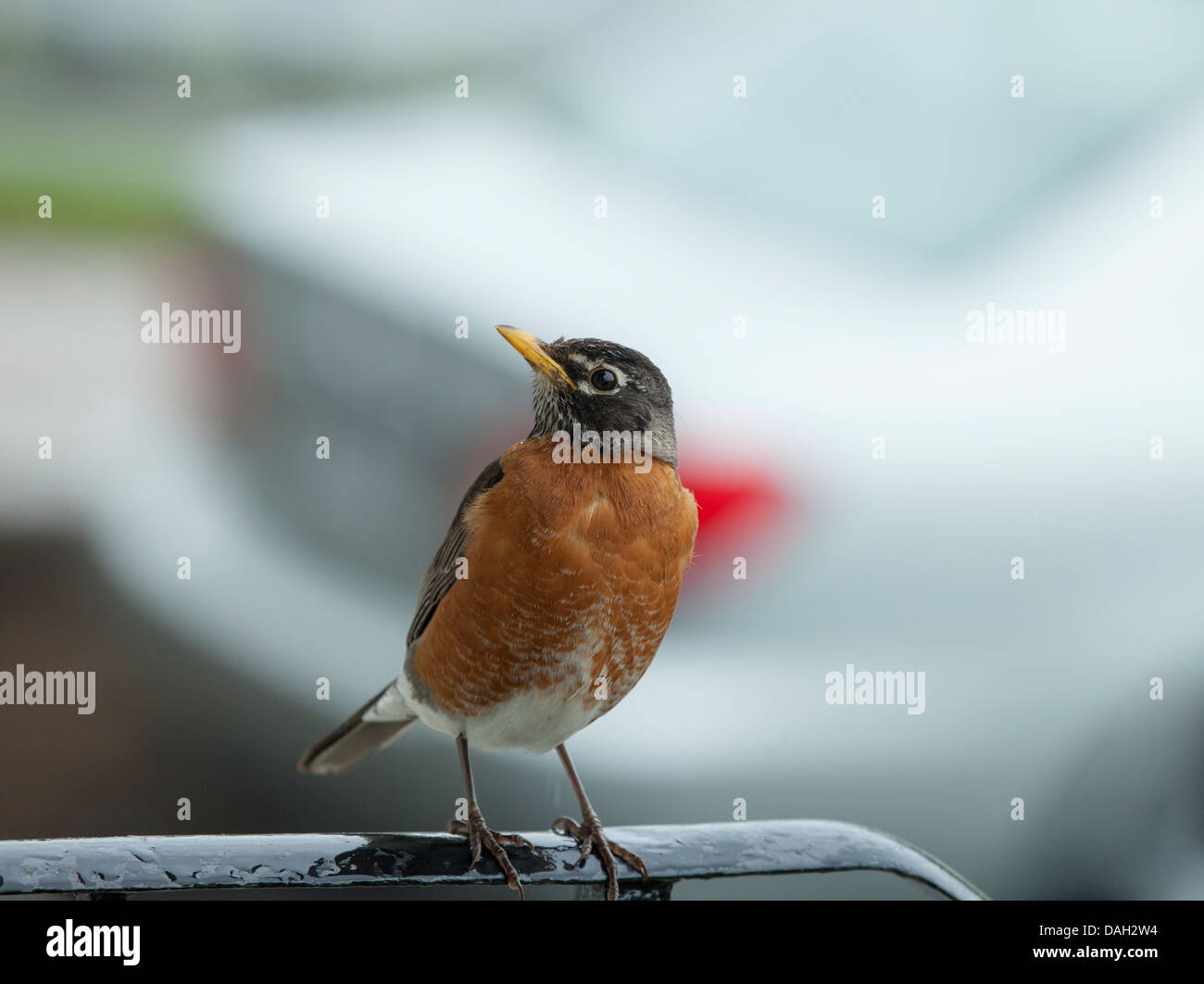 Eine männliche kanadischen Robin thront auf einem Handlauf abgebildet der Provinz Quebec, Kanada. Stockfoto