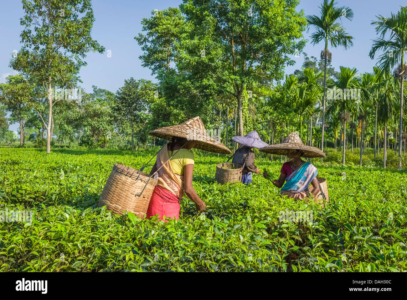 Frauen mit Bambus Hüte und Bambuskörben ernten Teeblätter auf einer Plantage in Jorhat, Assam, Indien. Stockfoto