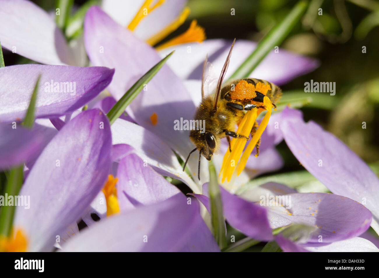 Honigbiene, Bienenkorb Biene (Apis Mellifera Mellifera), sammeln von Pollen im Krokus Blume, Deutschland, Bayern Stockfoto