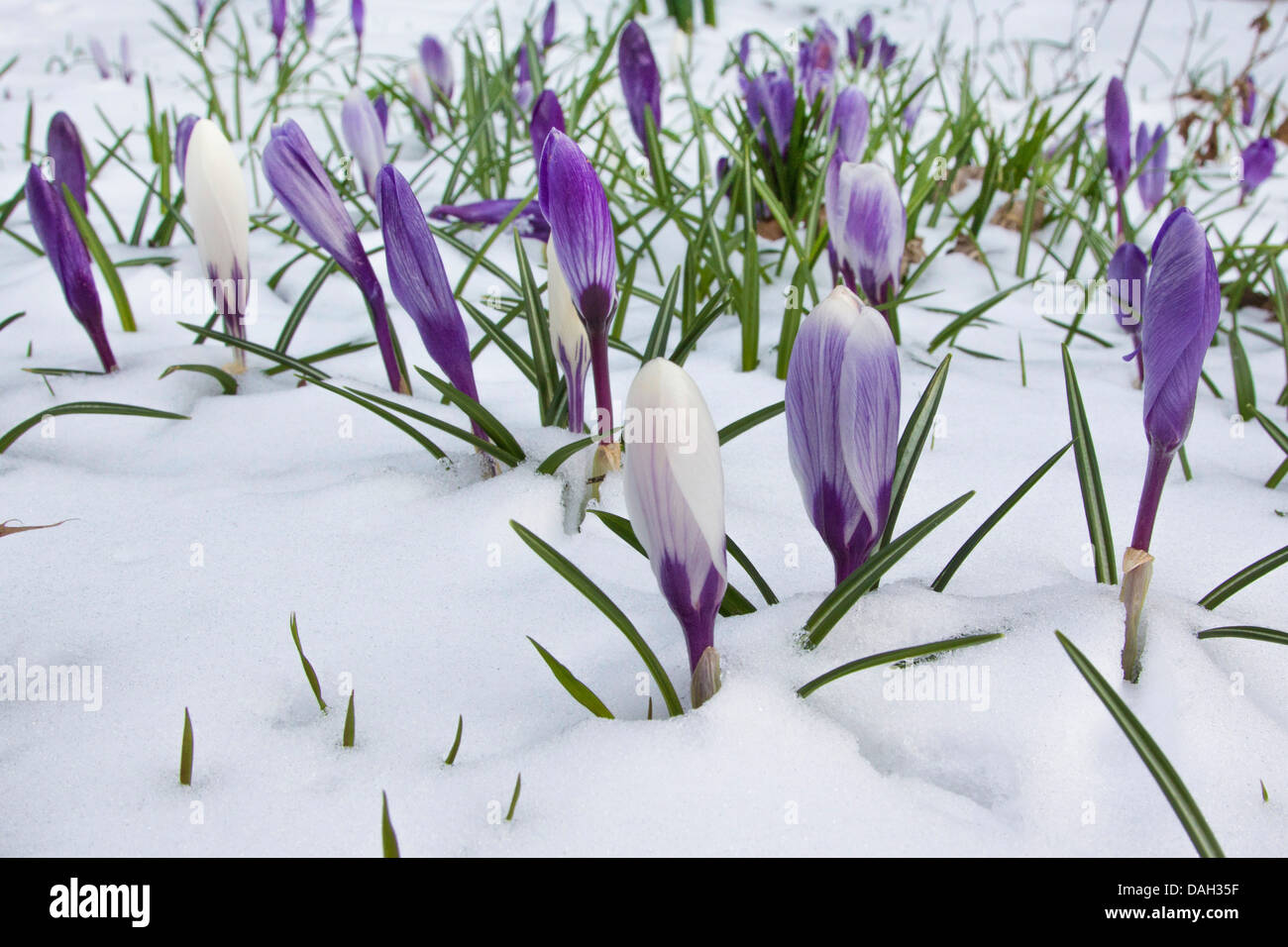 Niederländische Krokus, Frühlings-Krokus (Crocus Vernus, Crocus Neapolitanus), blüht im Schnee, Deutschland Stockfoto