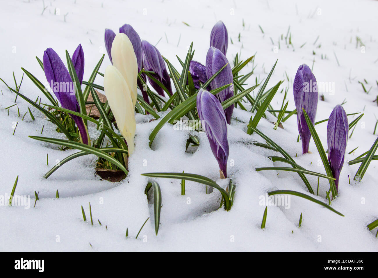 Niederländische Krokus, Frühlings-Krokus (Crocus Vernus, Crocus Neapolitanus), blüht im Schnee, Deutschland Stockfoto