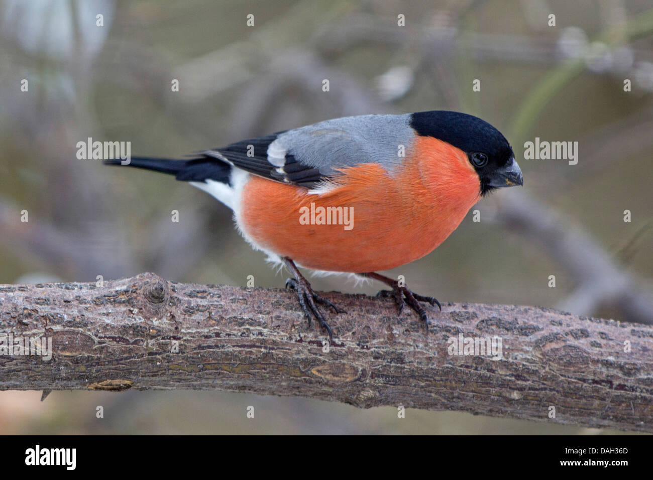 Gimpel, eurasische Gimpel, nördlichen Gimpel (Pyrrhula Pyrrhula), Männchen sitzt auf einem Zweig, Deutschland, Bayern Stockfoto