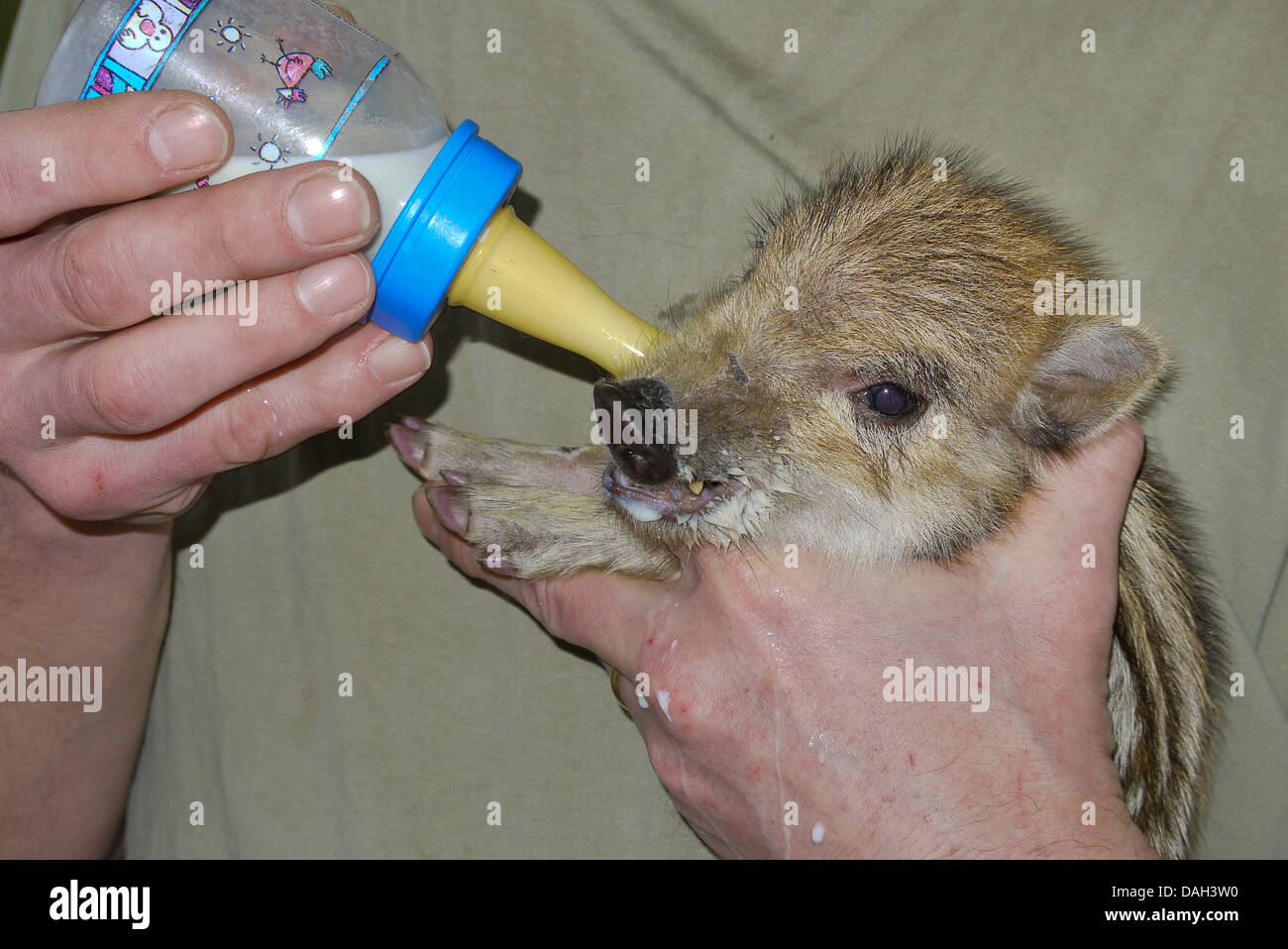 Wildschwein, Schwein, Wildschwein (Sus Scrofa), verwaiste zahm Zwerg Beeing gefüttert mit einer Flasche, Deutschland Stockfoto