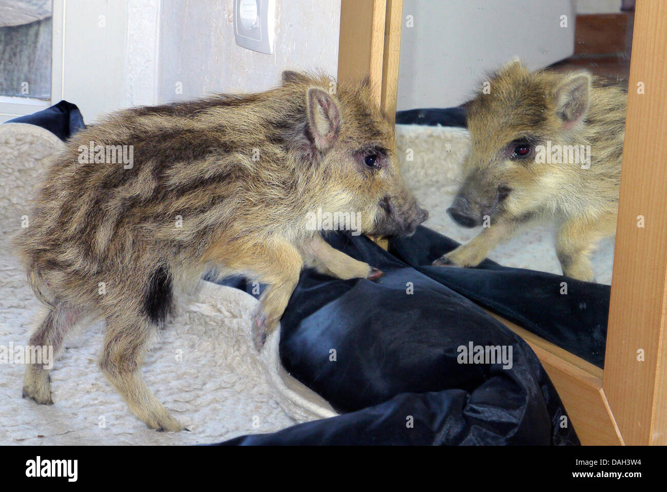 Wildschwein, Schwein, Wildschwein (Sus Scrofa), verwaiste zahm Zwerg lebt in einem Haus und Blick in den Spiegel, Deutschland Stockfoto