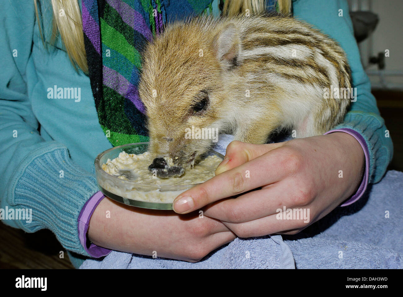 Wildschwein, Schwein, Wildschwein (Sus Scrofa), verwaiste zahm Zwerg Fütterung Zwieback aus einer Platte auf dem Schoß einer Person, Deutschland Stockfoto