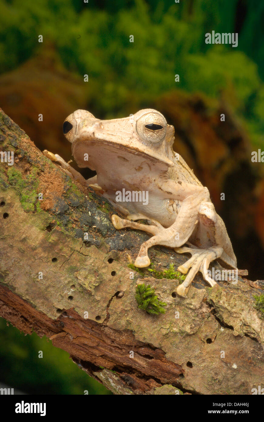 Datei-Schmuckschildkröte Laubfrosch, Borneo eared Frosch, unter der Leitung von Bony fliegender Frosch (Polypedates Otilophus), auf einem Ast Stockfoto