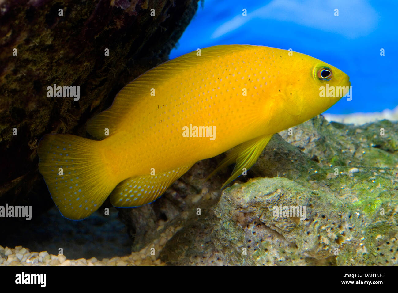 Gelbe Pseudochromis, braune Dottyback (Pseudochromis Aureus), Schwimmen Stockfoto