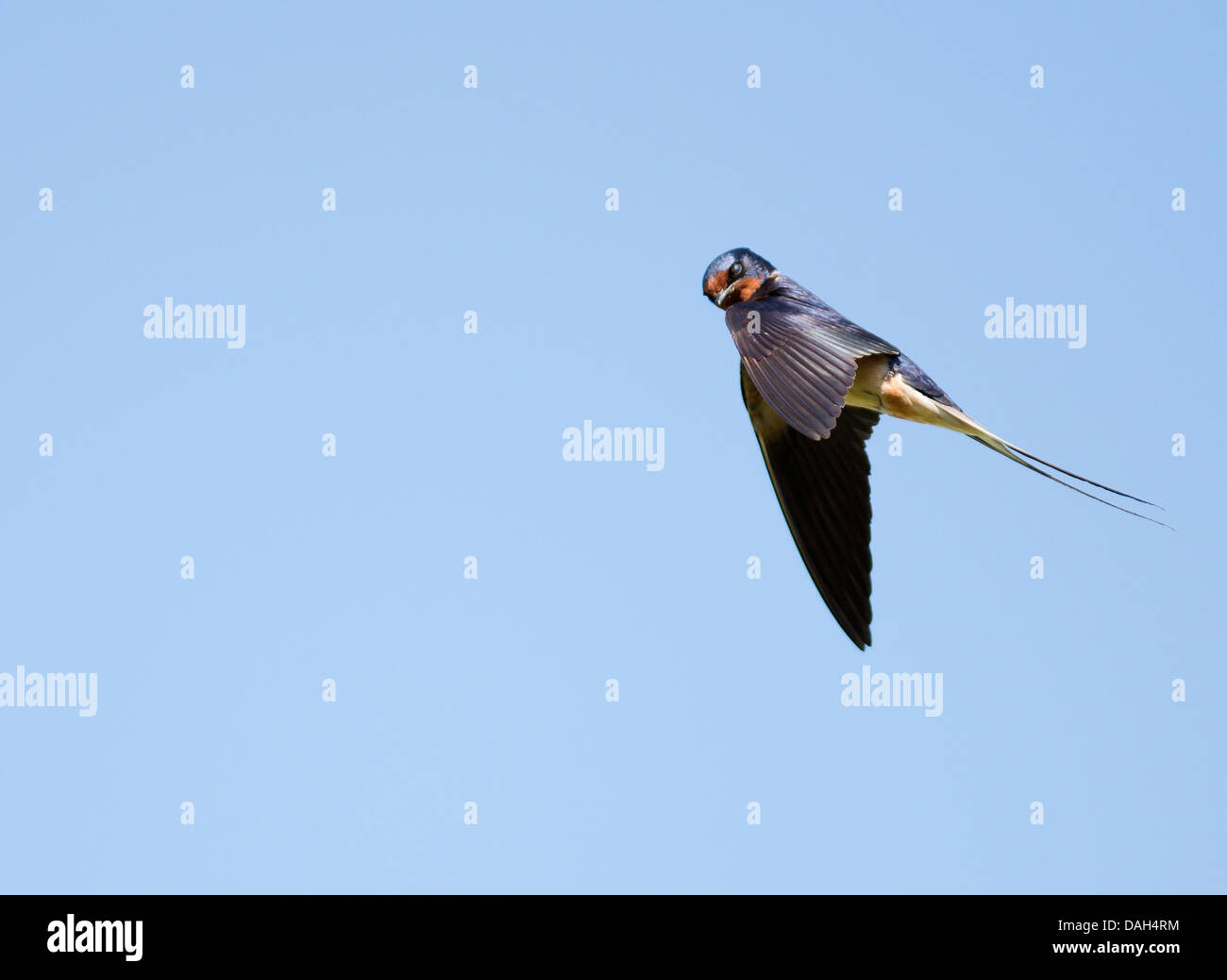 Schlucken Sie (Hirundo Rustica) im Flug gegen blauen Himmel Stockfoto