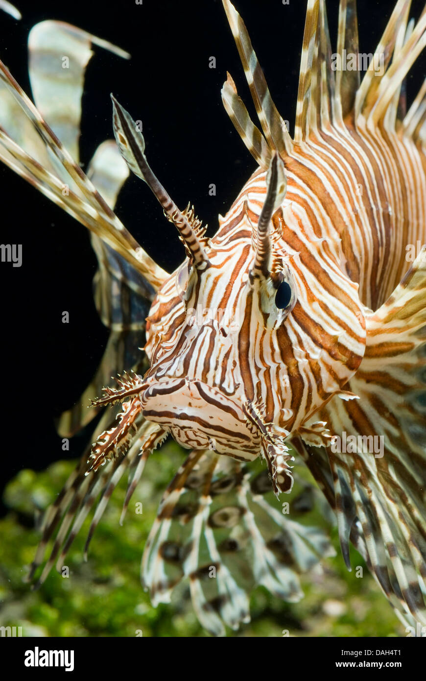 rote Firefish, Rotfeuerfische, Teufel Firefish, Fireworkfish, rote Rotfeuerfisch (Pterois Volitans), portrait Stockfoto