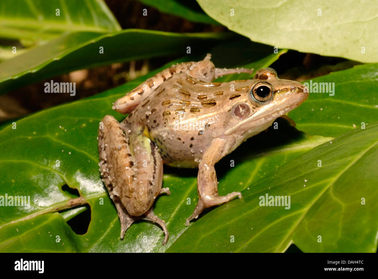 Maskarenen-Grünland-Frosch (Ptychadena Mascareniensis Mascareniensis), auf einem Blatt Stockfoto
