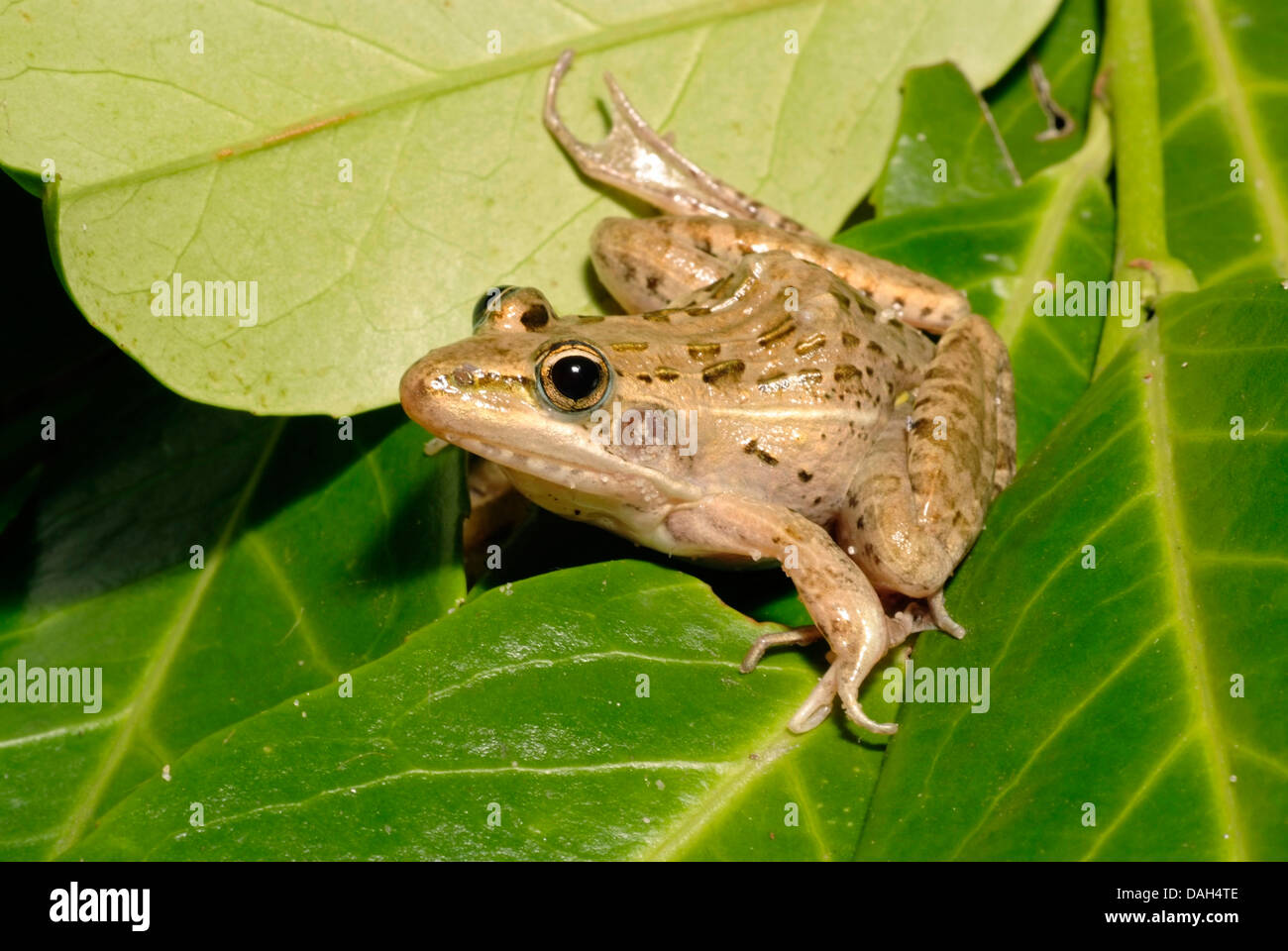 Maskarenen-Grünland-Frosch (Ptychadena Mascareniensis Mascareniensis), auf einem Blatt Stockfoto