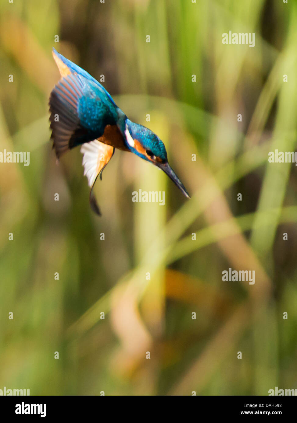 Männlicher Eisvogel (Alcedo Atthis) Tauchen für Fisch Stockfoto