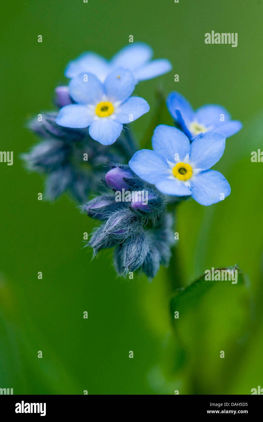 Alpine Vergissmeinnicht (Myosotis Alpestris), blühen, Schweiz Stockfoto