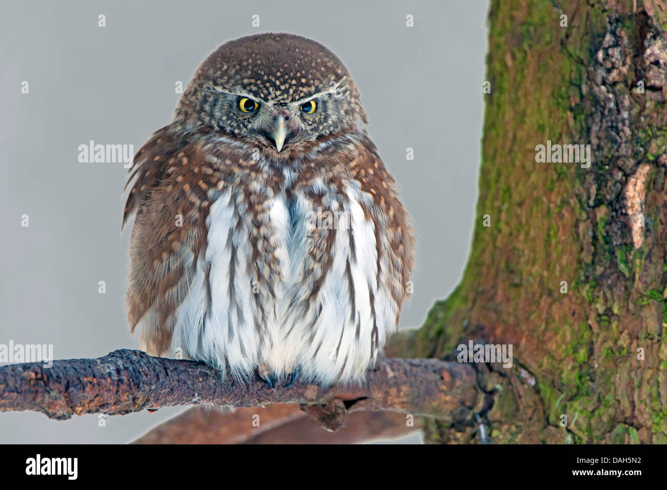 Zwergeule glaucidium Fotos und Bildmaterial in hoher Auflösung