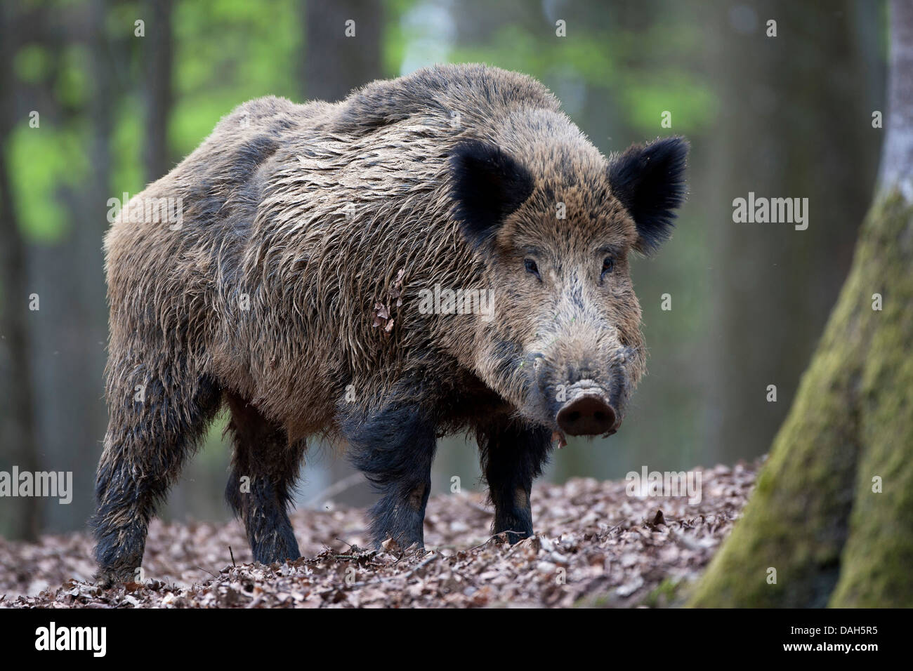 Wildschwein, Schwein, Wildschwein (Sus Scrofa), in einem Wald, Belgien Stockfoto