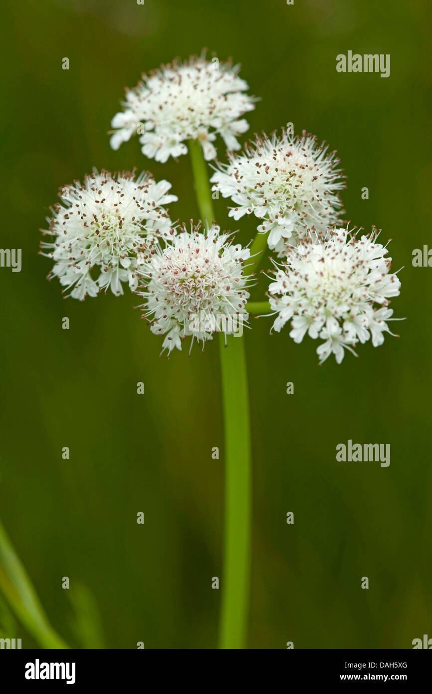 röhrenförmige Wasser-asiatische, Wasser Liebstöckel (Oenanthe Fistulosa), Blütenstand, Deutschland Stockfoto