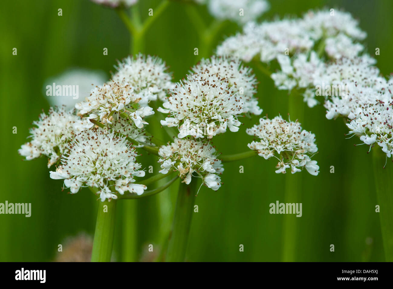 röhrenförmige Wasser-asiatische, Wasser Liebstöckel (Oenanthe Fistulosa), Blütenstände, Deutschland Stockfoto