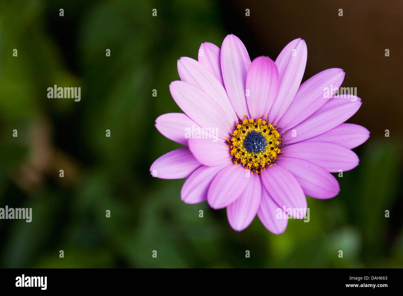 Osteospermum Killerton jucundum' Rosa 'Blumen im Garten. Cape Daisy. African Daisy. Stockfoto