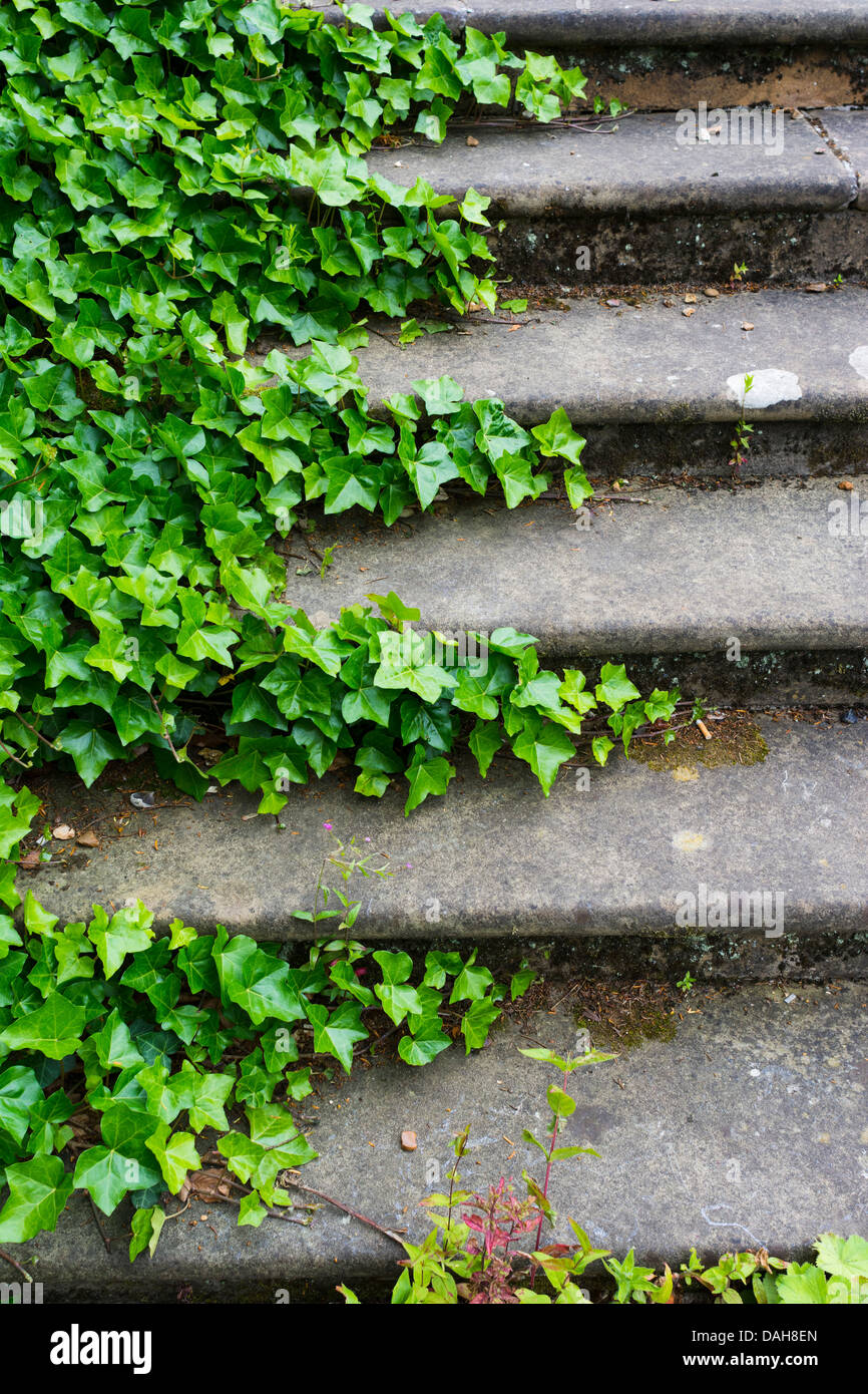 Gemeinsamen Efeu, Hedera Helix, Eingriff in Steinstufen, Norfolk, England, Juli Stockfoto