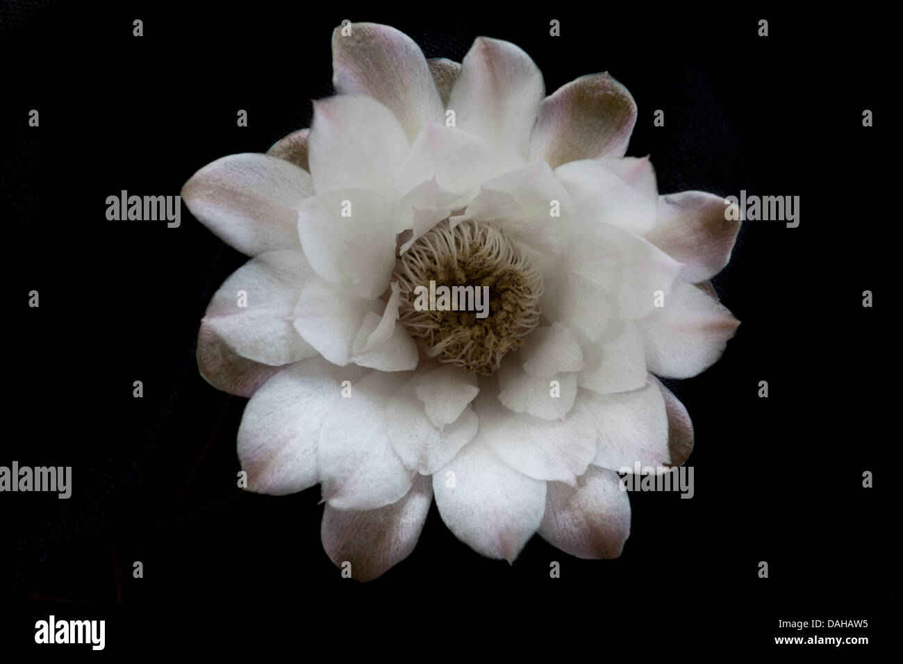 Weiße Kaktus Blumen in einem Garten in Penonome, Cocle Provinz, Republik von Panama. Stockfoto