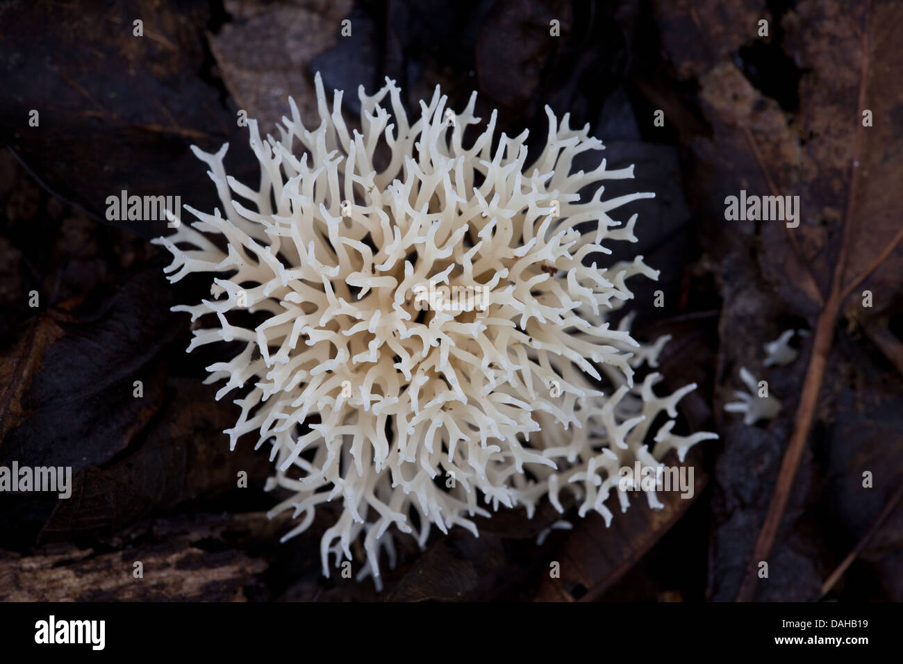 Pilz auf den Regenwald in Altos de Campana Nationalpark, Panama Provinz, Republik Panama. Stockfoto