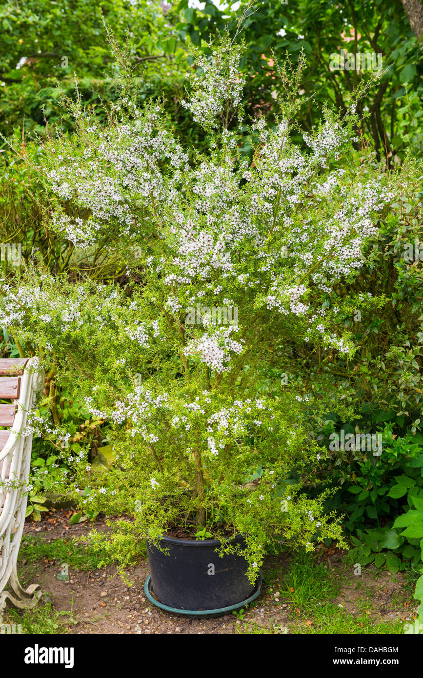 Manuka, Leptospermum Scoparium, Topf gewachsen Exemplar in einem UK-Garten. Stockfoto