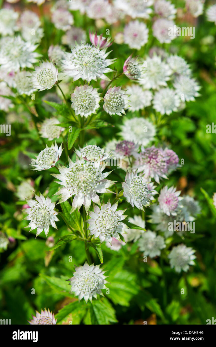 Astrantia in Blüte Stockfoto