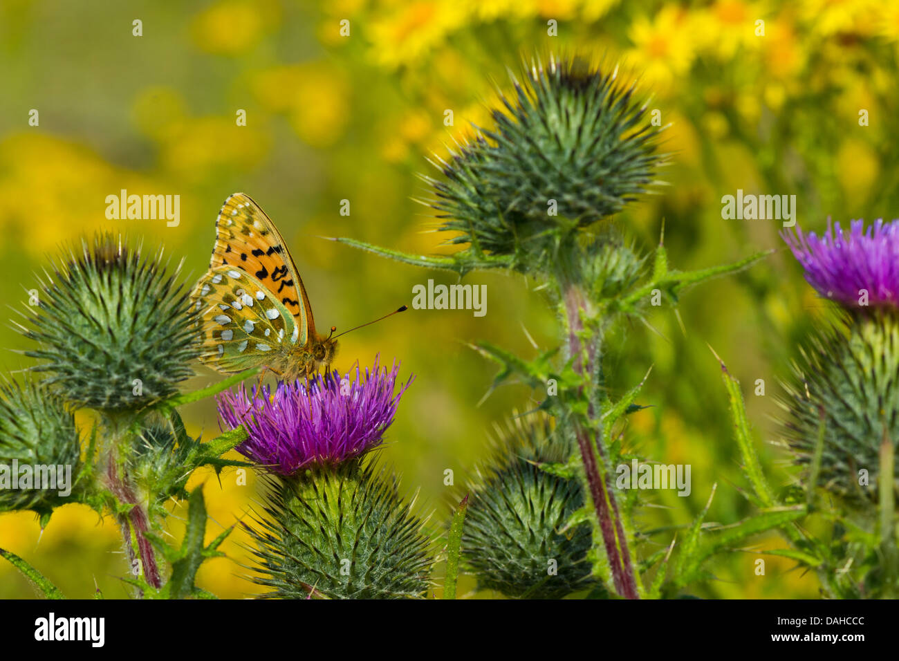 UK Schmetterling, dunkel grün Fritillary (Argynnis Aglaja) Stockfoto