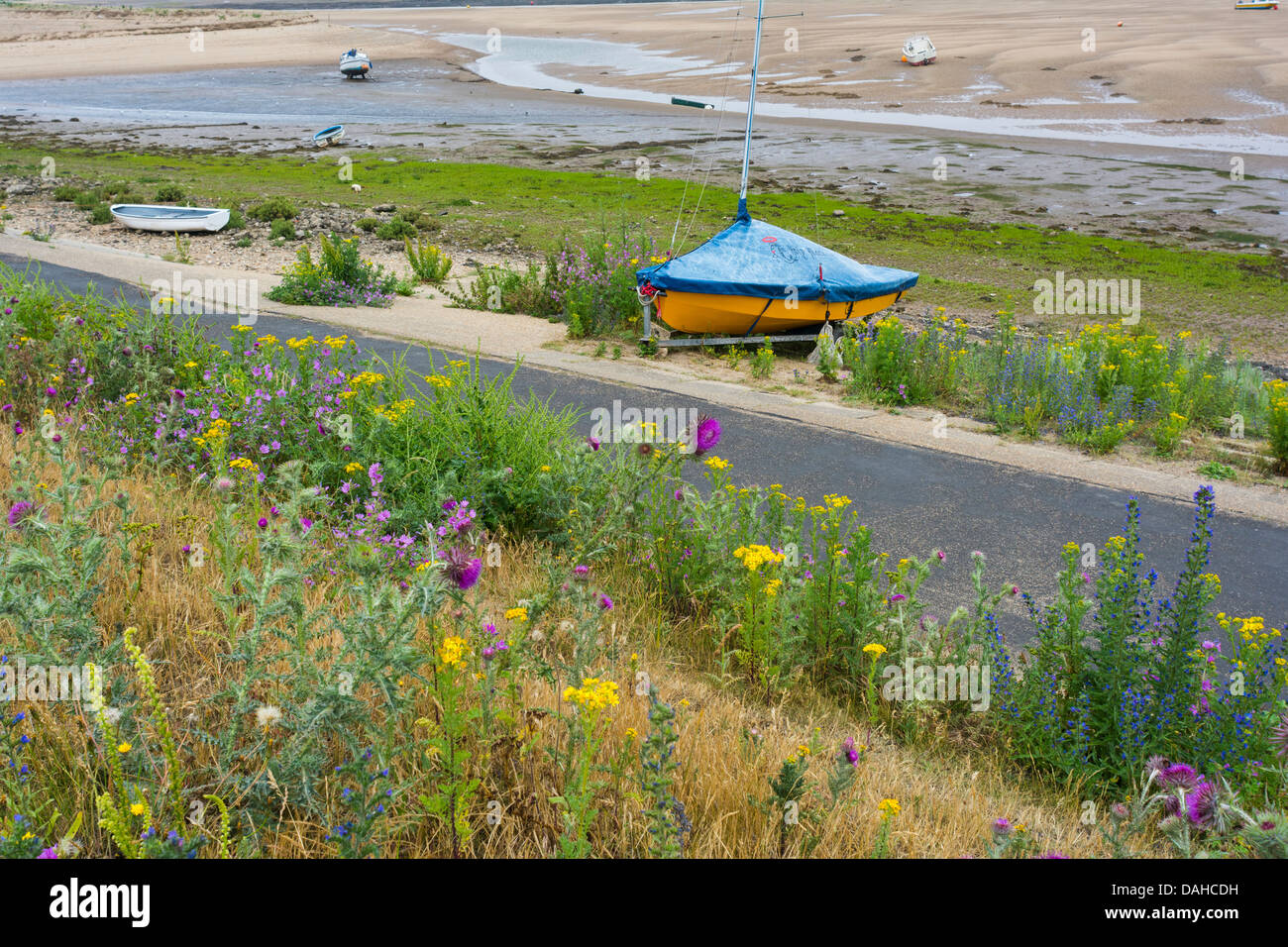Coastal Wildblumen, Strand Wells Bank, nächsten Brunnen am Meer. Stockfoto