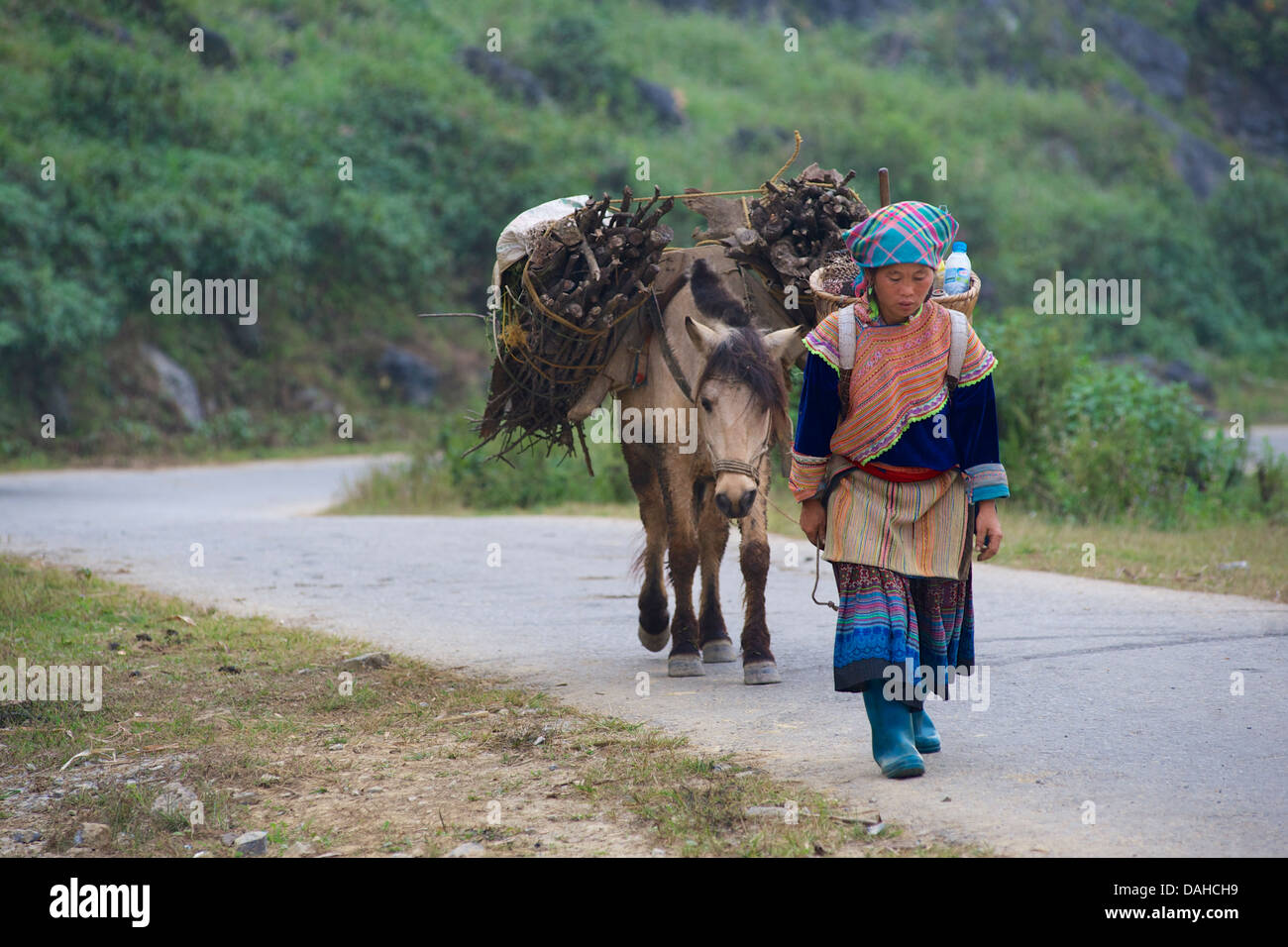 Hmong Frau Transport von Brennholz mit dem Esel. In der Nähe von Bac Ha, Provinz Lao Cai, Vietnam Stockfoto