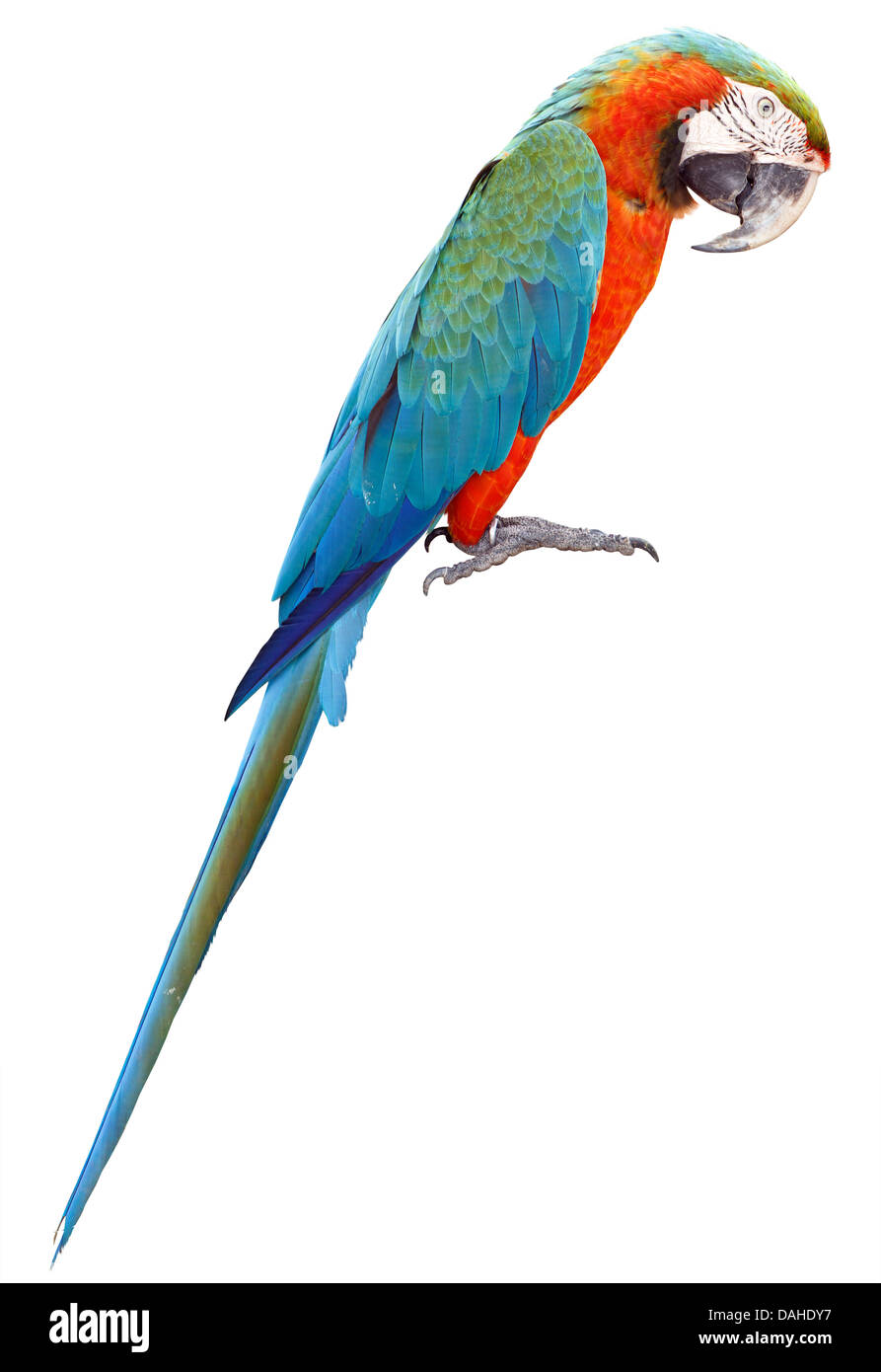 Bunte orange Papagei Ara isoliert auf weißem Hintergrund Stockfoto