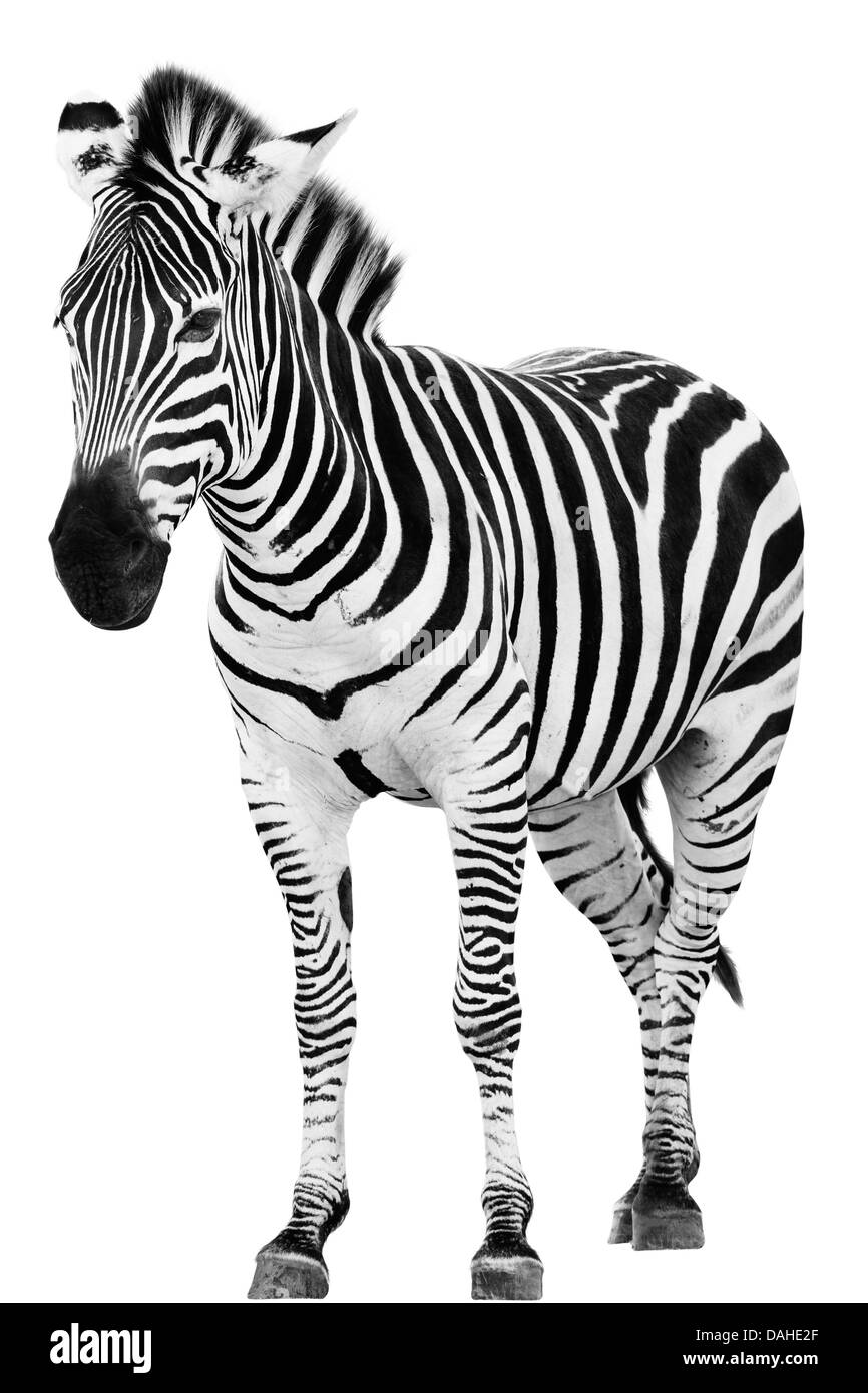 Junge männliche Zebra isoliert auf weißem Hintergrund Stockfoto