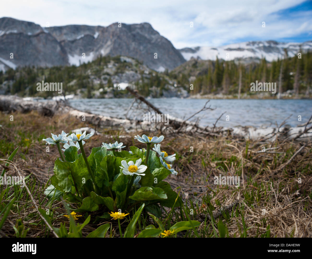 Blühende weiße Marsh Marigold am Ufer des Mirror Lake, in den verschneiten Gebirge, Wyoming, USA. Stockfoto