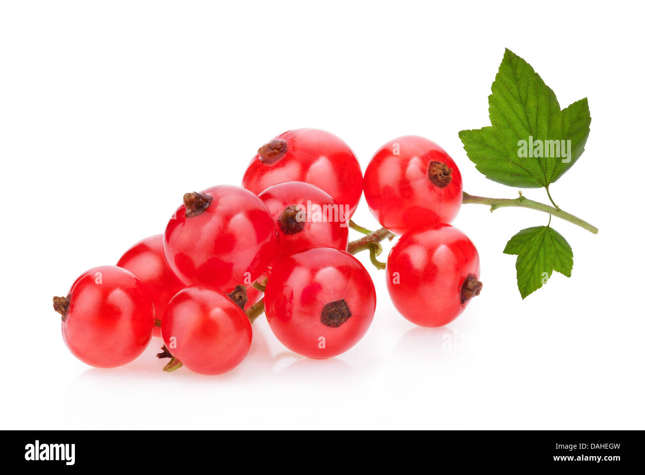 Rote Johannisbeeren und grünen Blättern Stillleben isoliert auf weißem Hintergrund Stockfoto