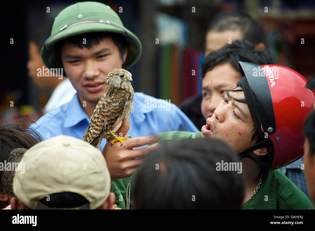 Vietnamesische Vogel Verkäufer Demonastrating ein Raubvogel auf einem Markt-Publikum. Bac Ha, Provinz Lao Cai, Vietnam Stockfoto