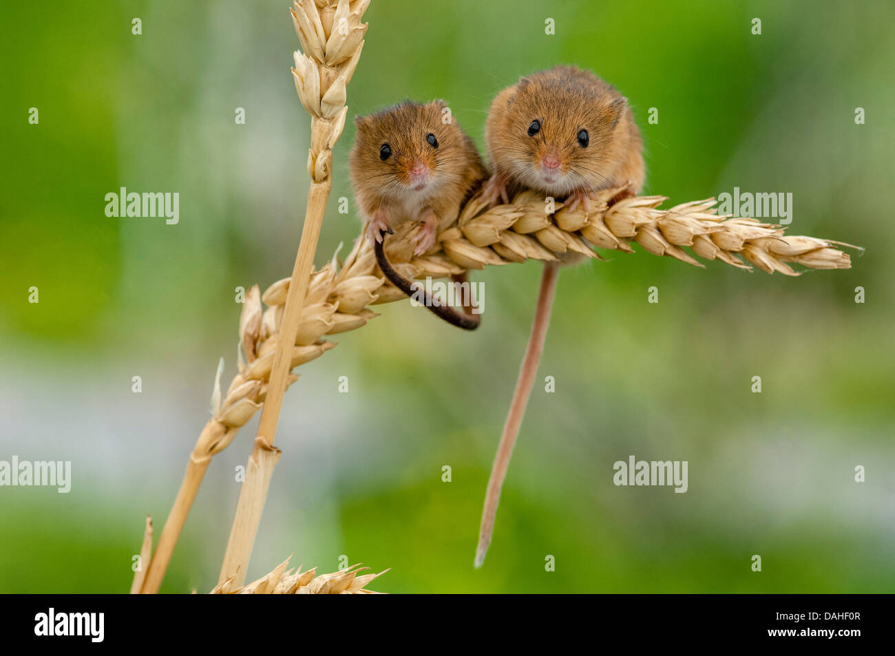 Mäuse, Micromys Minutus auf Ähren zu ernten Stockfoto