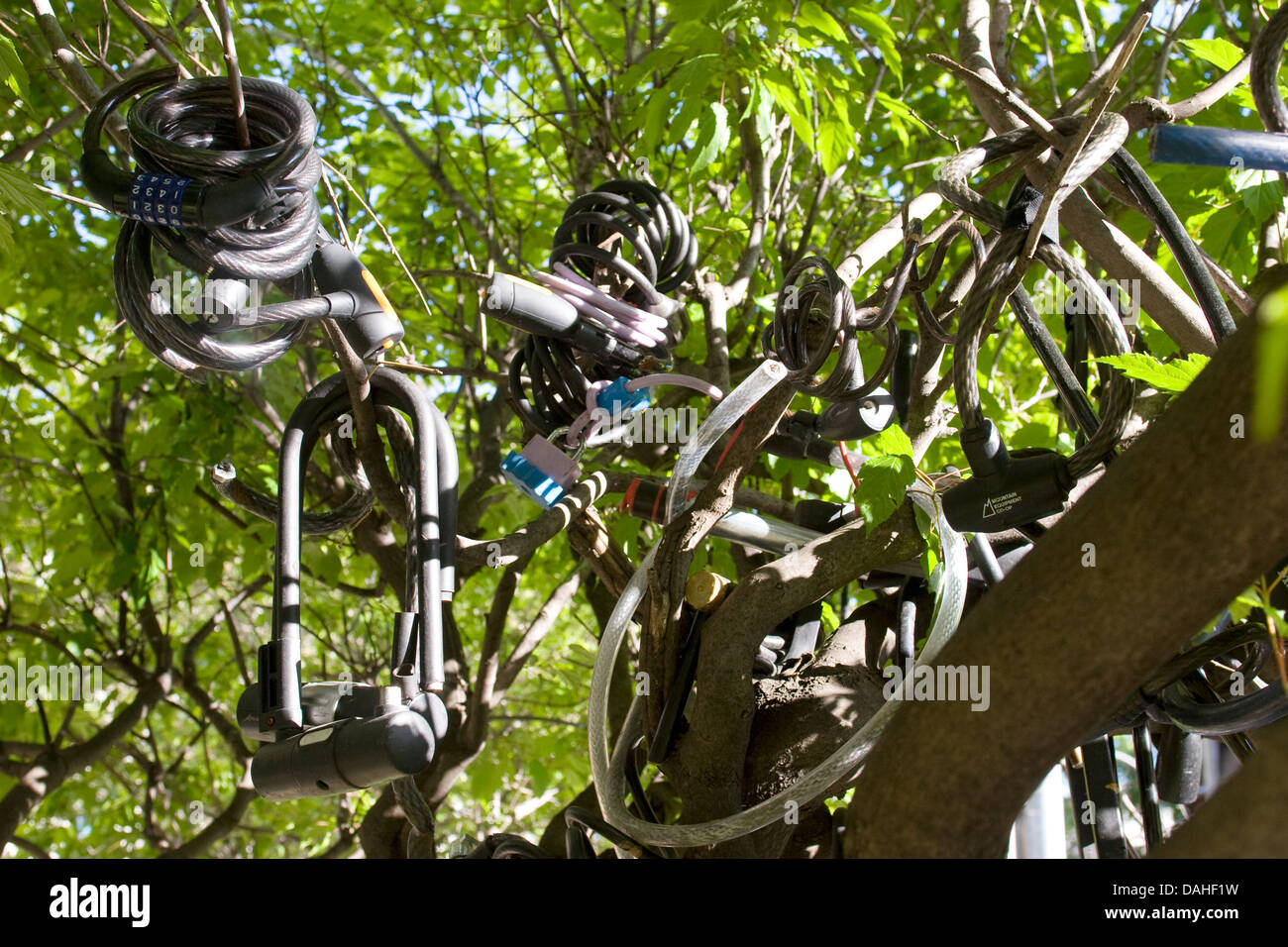 Fahrradschlösser in einem Baum in der Nähe der University of Toronto, Toronto, Ontario, Kanada. Stockfoto