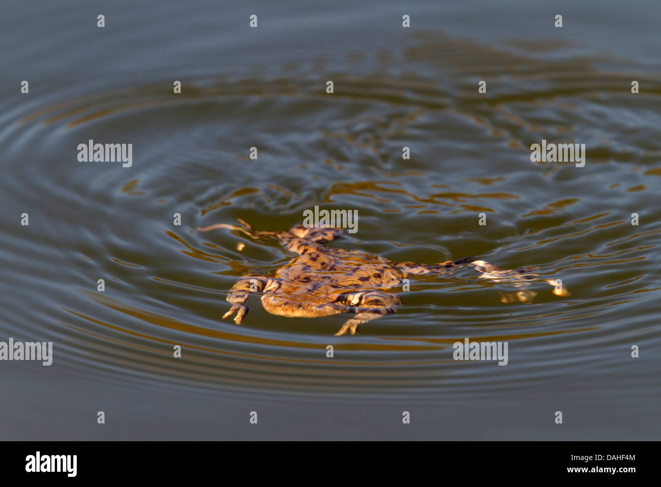 Gemeinsamen Kröten / Bufo Bufo Stockfoto