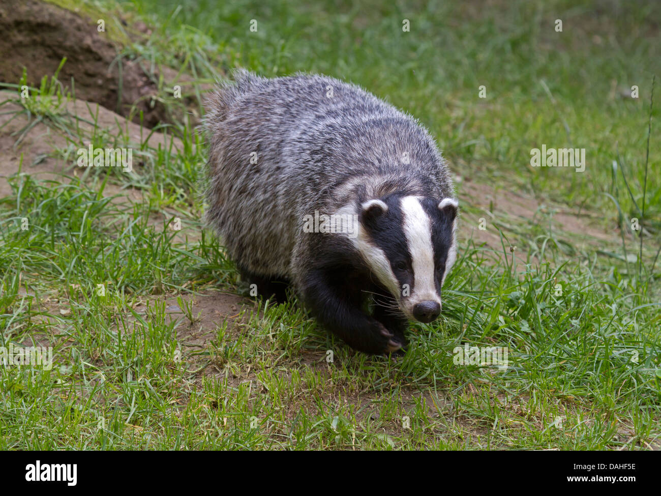 Europäischer Dachs (Meles Meles) Stockfoto