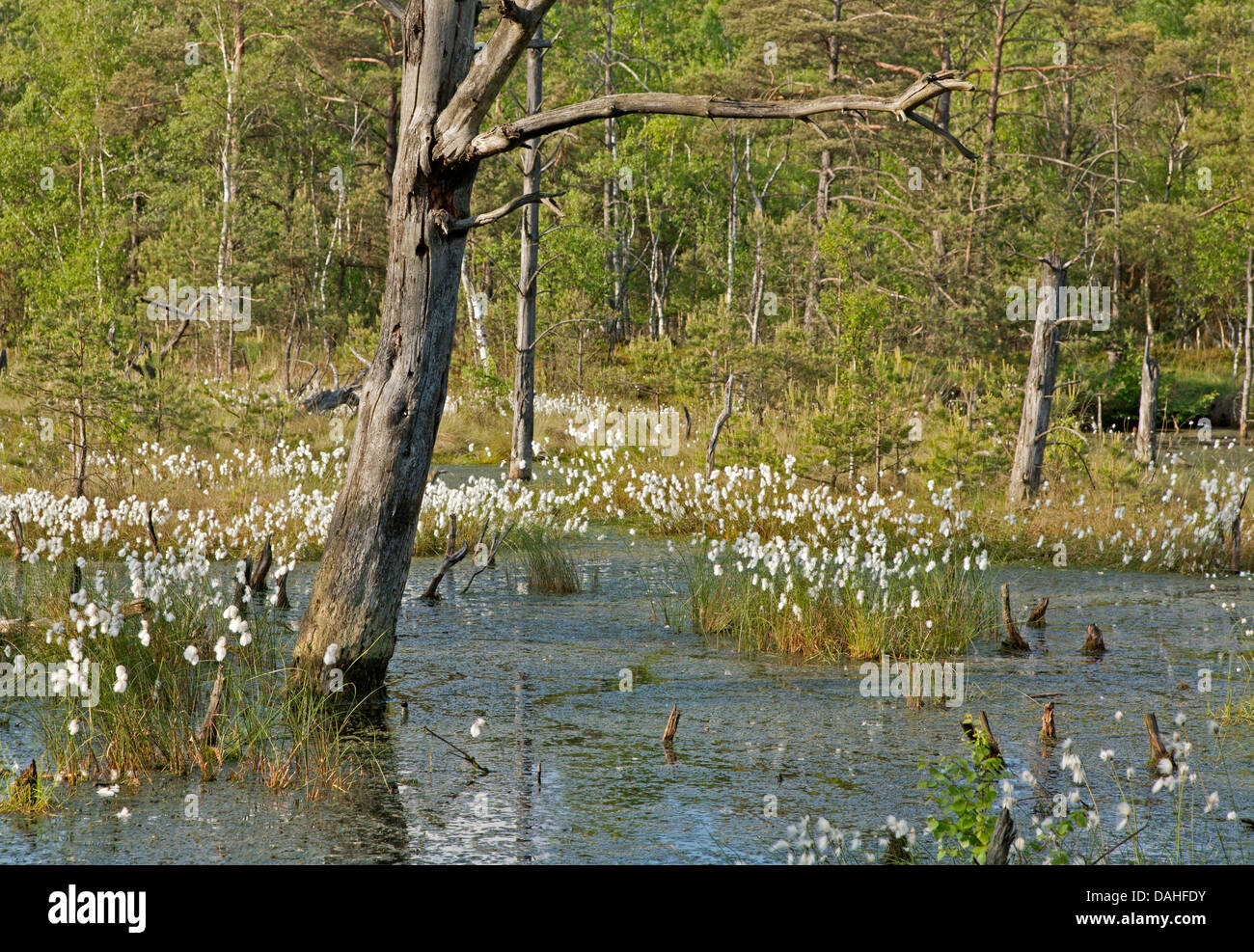 Blühende gemeinsame Wollgras / Wollgras Angustifolium Stockfoto