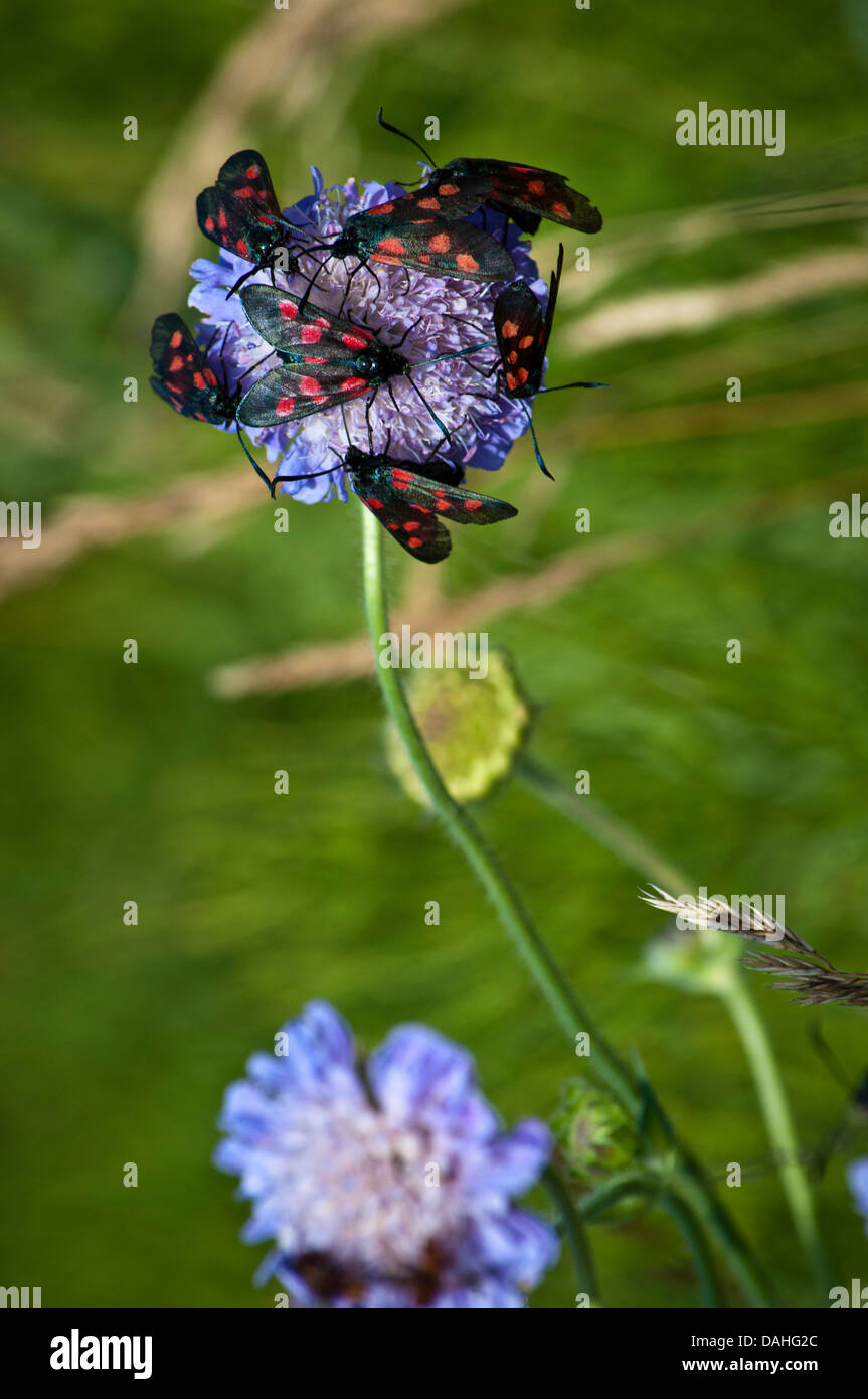 Schwarze Und Rote Motte Burnet Zygaena Trifolii Auf Wilde Blume Feld Witwenblume Knautia Arvensis Stockfotografie Alamy