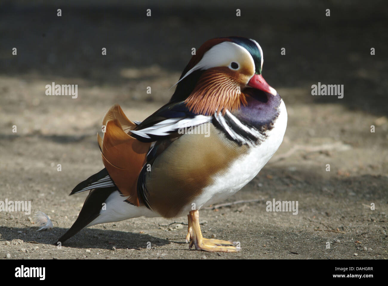 Mandarin Duck, Aix galericulata Stockfoto