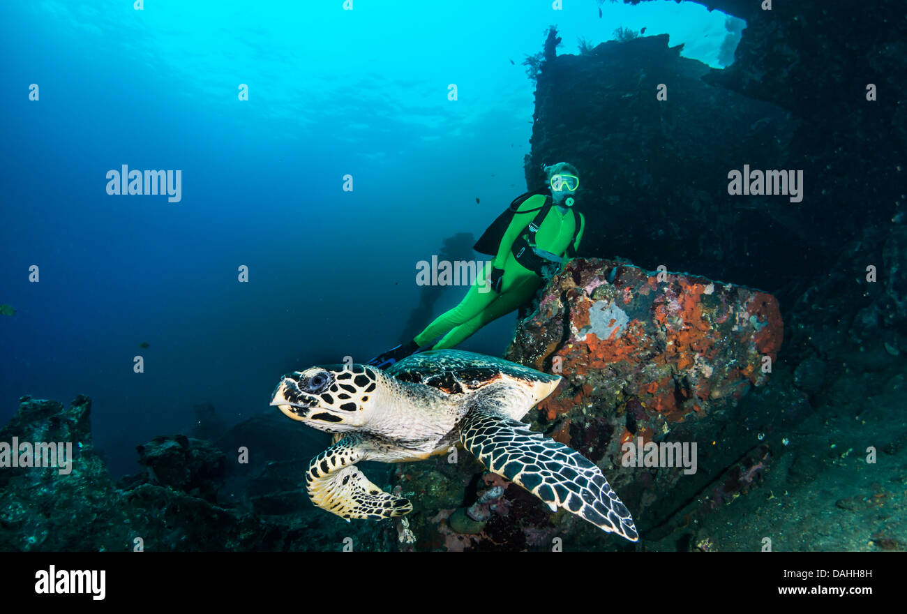 Echte Karettschildkröte (Eretmochelys Imbricata) und blonde weibliche Taucher, Liberty Wrack, Tulamben, Bali, Indonesien Stockfoto