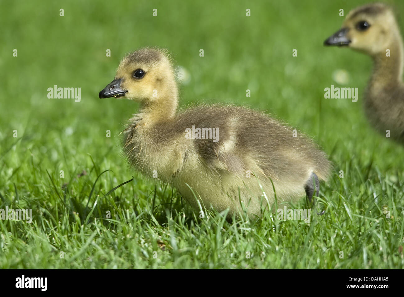 Kanadagans Branta canadensis Stockfoto