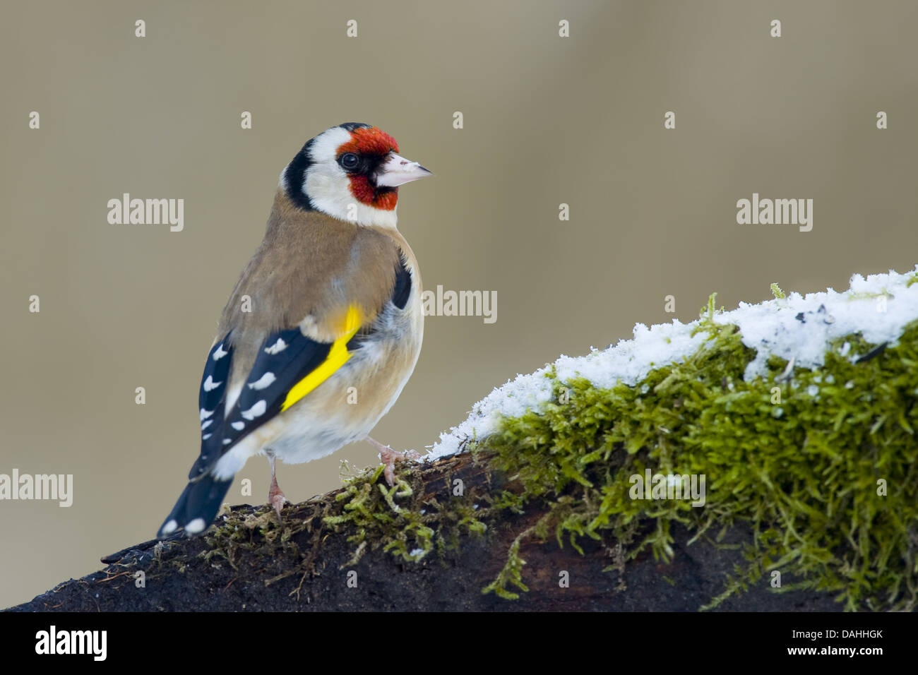 Europäische Stieglitz, Zuchtjahr Zuchtjahr Stockfoto