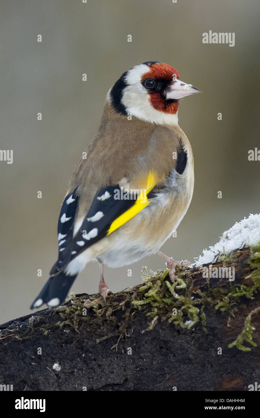 Europäische Stieglitz, Zuchtjahr Zuchtjahr Stockfoto