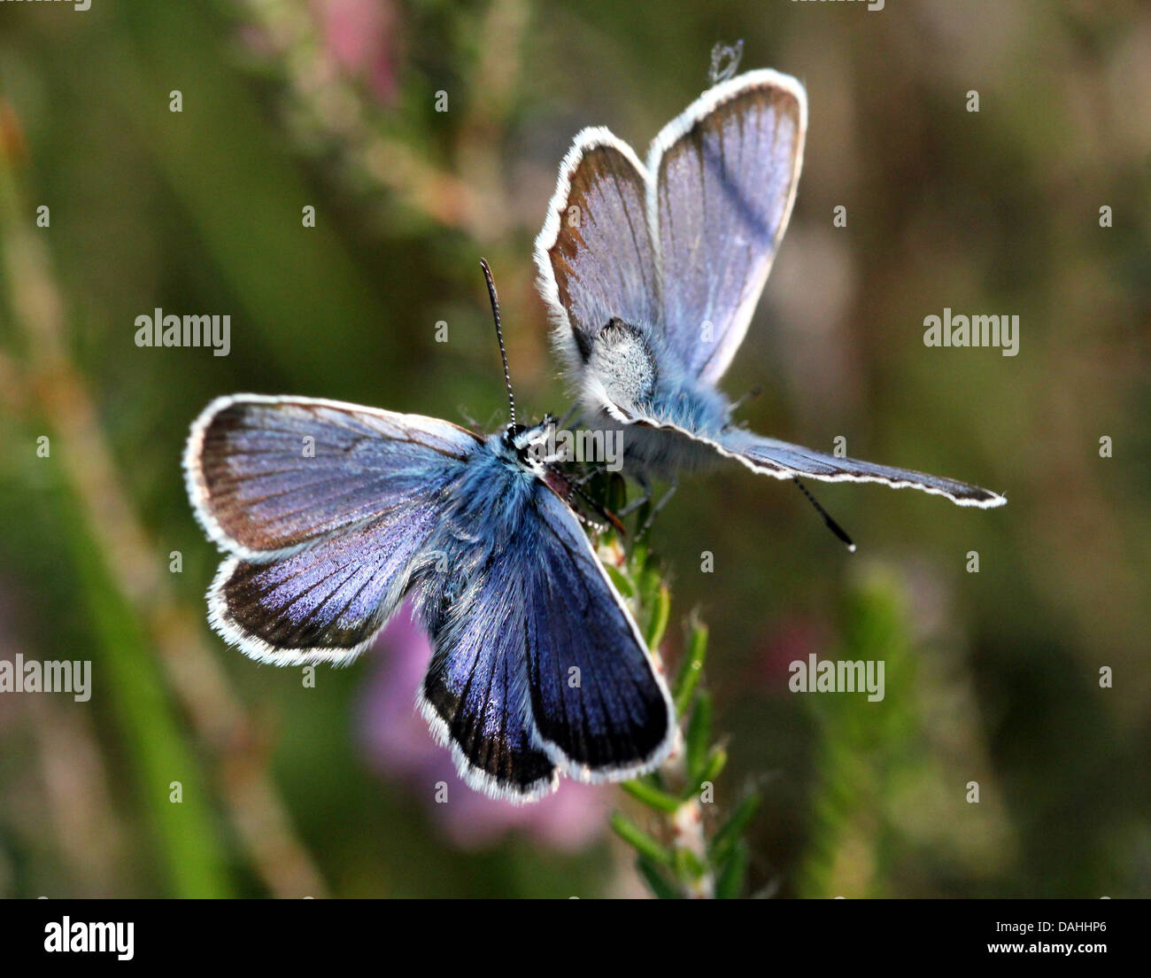 Paar von männlichen europäischen Silber verziert blaue Schmetterlinge (Plebejus Argus) Stockfoto