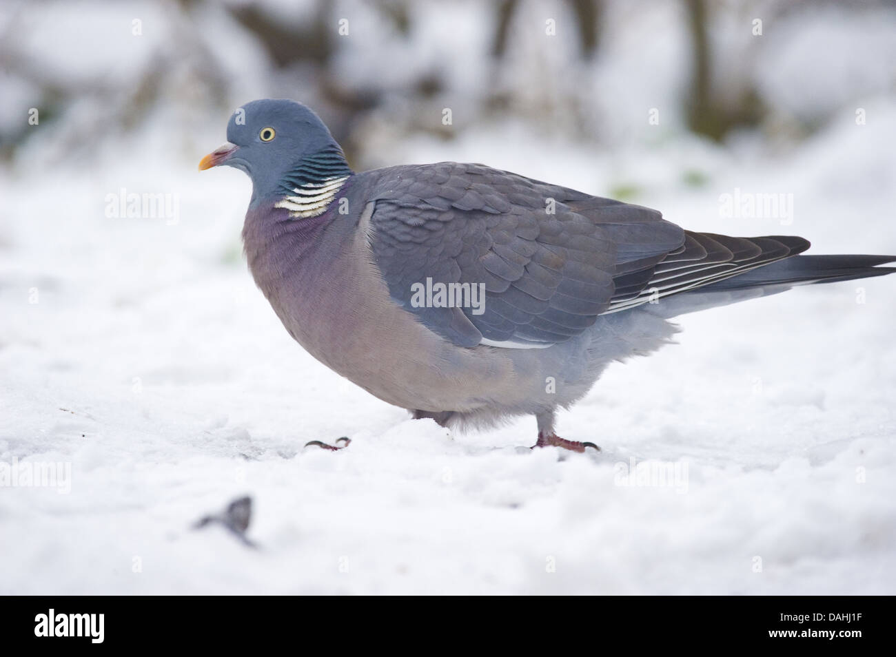 gemeinsamen Ringeltaube Columba palumbus Stockfoto