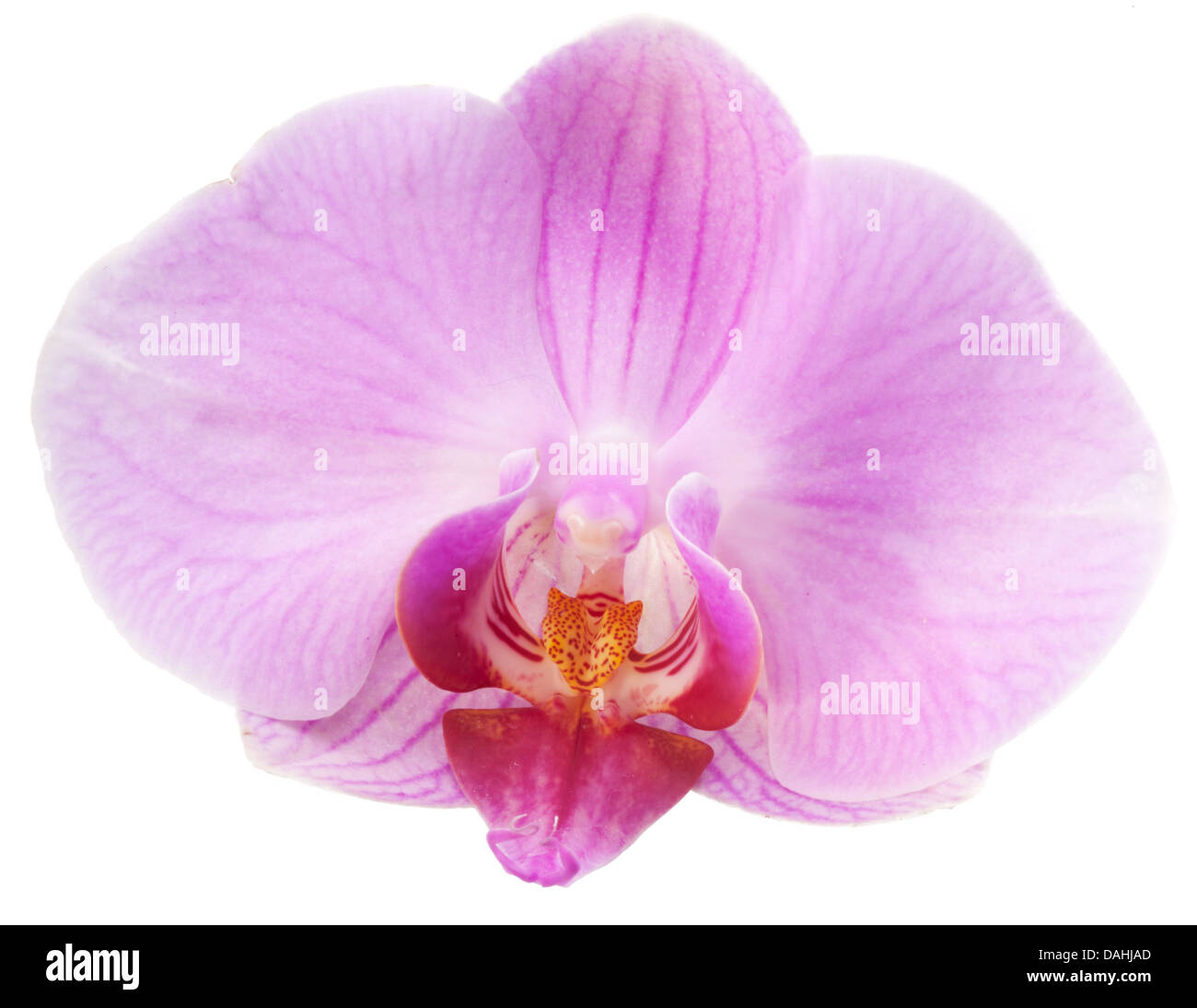 Orchidee Blume isoliert auf weißem Hintergrund. Stockfoto